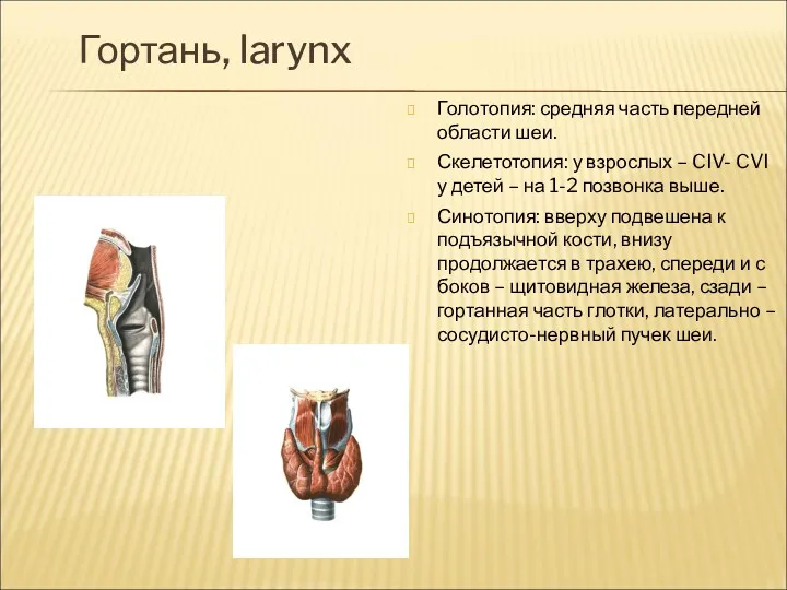 Гортань, larynx Голотопия: средняя часть передней области шеи. Скелетотопия: у