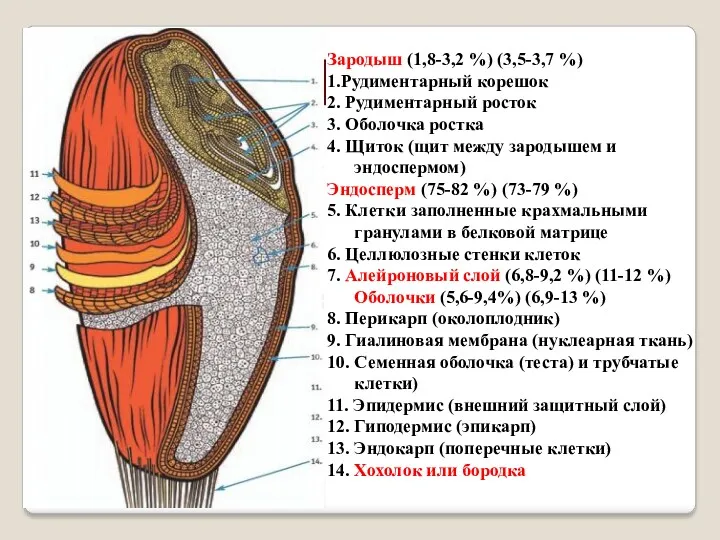 Зародыш (1,8-3,2 %) (3,5-3,7 %) 1.Рудиментарный корешок 2. Рудиментарный росток 3. Оболочка ростка