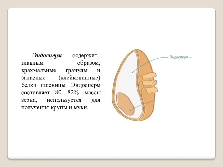 Эндосперм содержит, главным образом, крахмальные гранулы и запасные (клейковинные) белки пшеницы. Эндосперм составляет