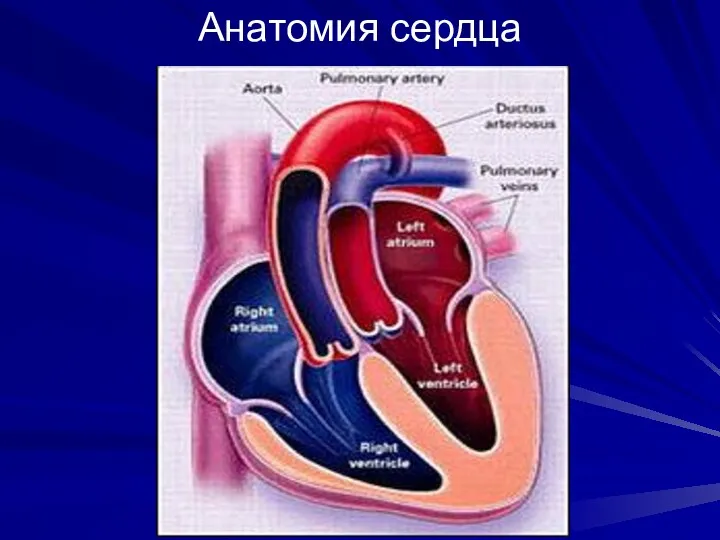 Анатомия сердца