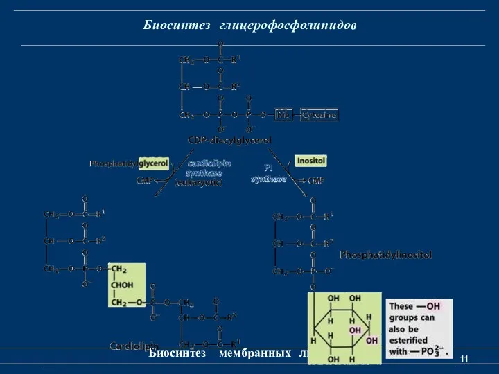 Биосинтез глицерофосфолипидов Биосинтез мембранных липидов
