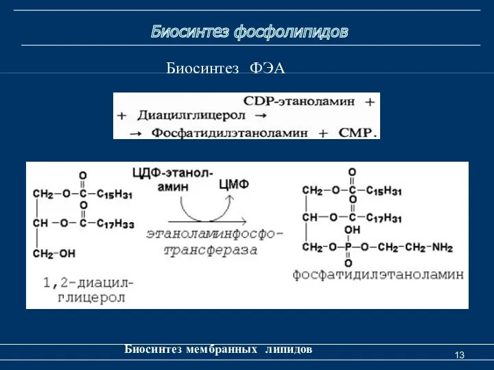 Биосинтез фосфолипидов Биосинтез мембранных липидов Биосинтез ФЭА