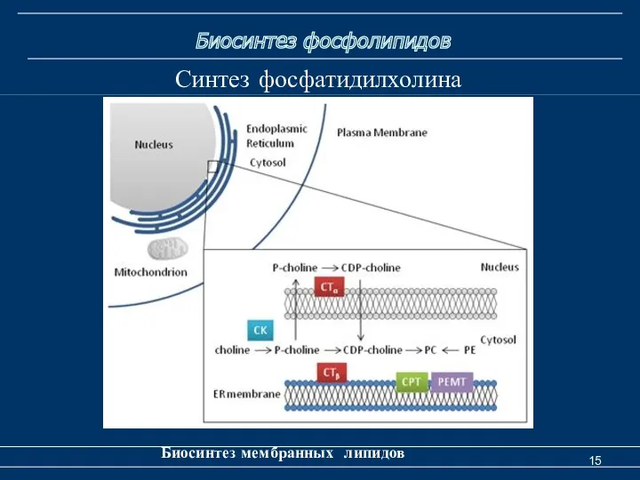 Биосинтез фосфолипидов Биосинтез мембранных липидов Синтез фосфатидилхолина