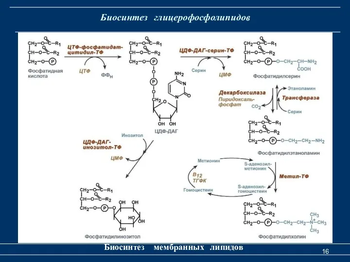 Биосинтез глицерофосфолипидов Биосинтез мембранных липидов