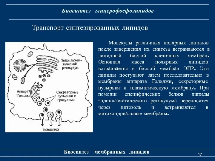 Биосинтез глицерофосфолипидов Биосинтез мембранных липидов Транспорт синтезированных липидов Молекулы различных