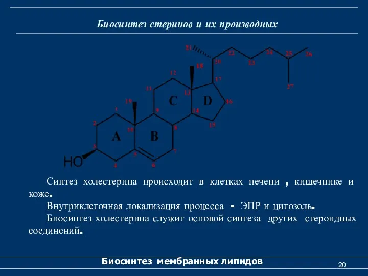 Биосинтез стеринов и их производных Биосинтез мембранных липидов Синтез холестерина