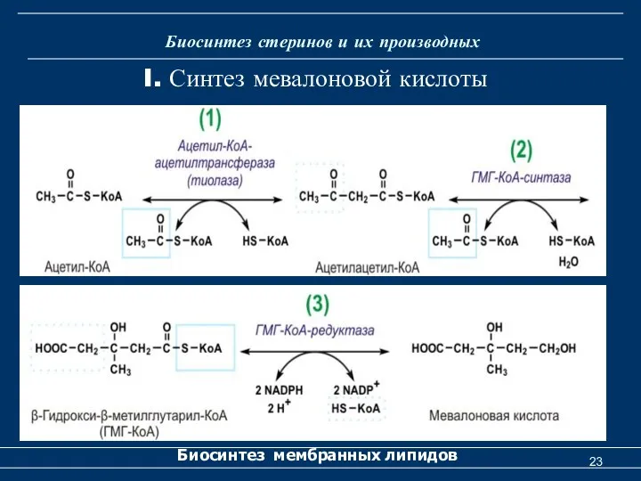 Биосинтез стеринов и их производных Биосинтез мембранных липидов I. Синтез мевалоновой кислоты