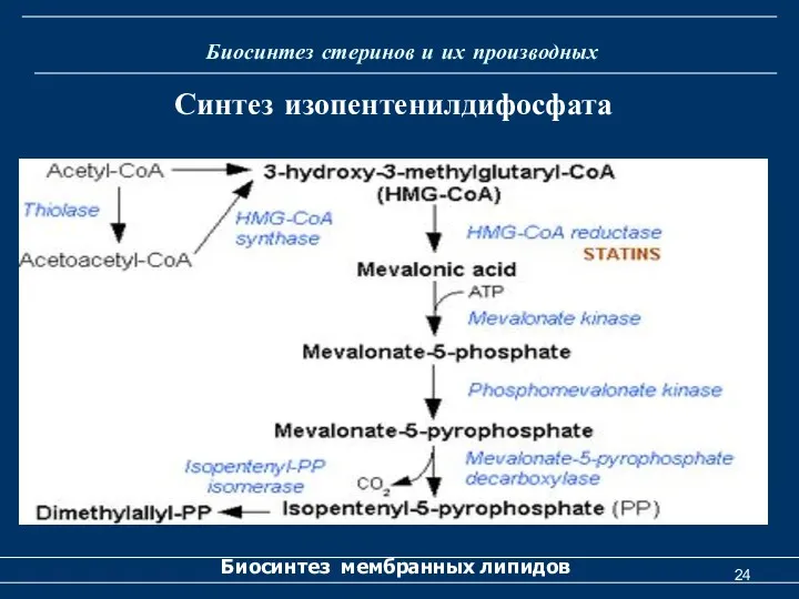 Биосинтез стеринов и их производных Биосинтез мембранных липидов Синтез изопентенилдифосфата