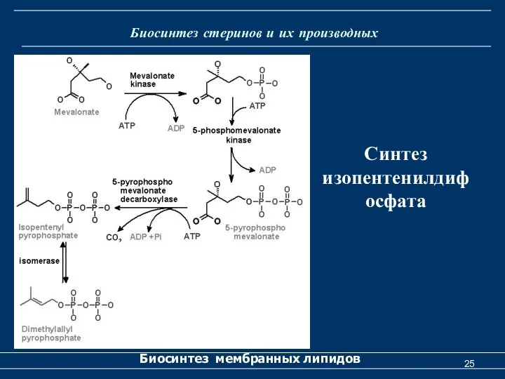 Биосинтез стеринов и их производных Биосинтез мембранных липидов Синтез изопентенилдифосфата