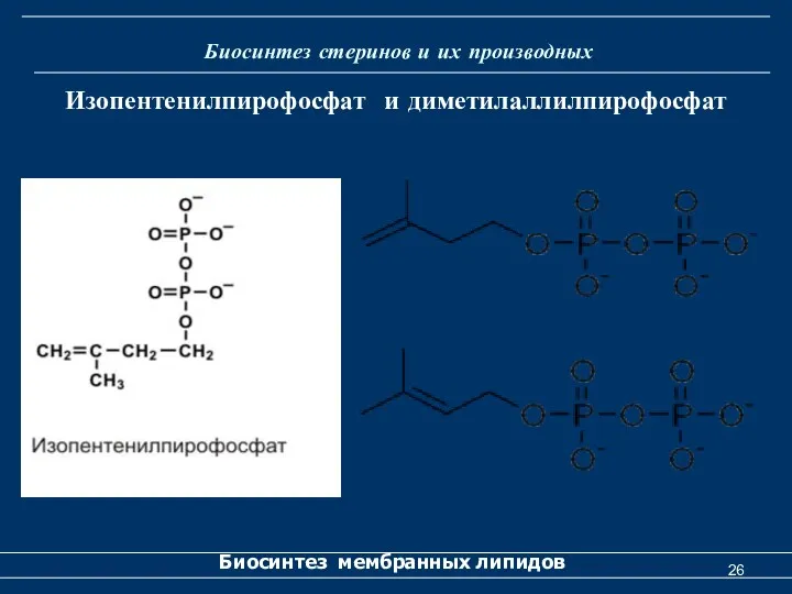 Биосинтез стеринов и их производных Биосинтез мембранных липидов Изопентенилпирофосфат и диметилаллилпирофосфат