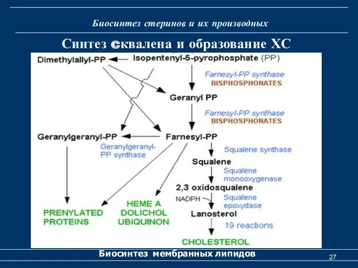 Биосинтез стеринов и их производных Биосинтез мембранных липидов Синтез cквалена и образование ХС