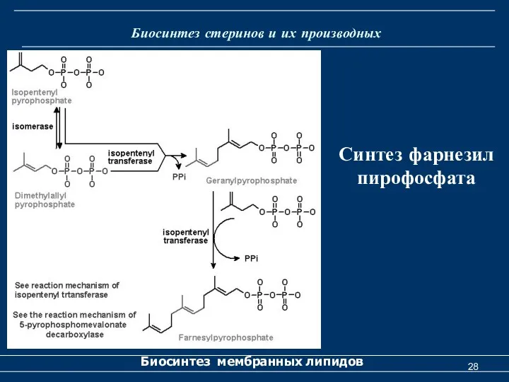 Биосинтез стеринов и их производных Биосинтез мембранных липидов Синтез фарнезил пирофосфата