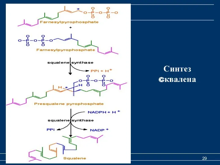 Синтез cквалена