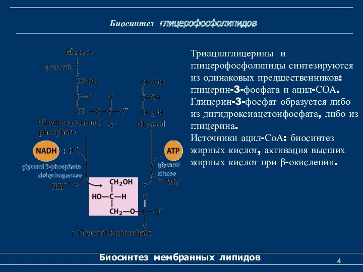 Биосинтез глицерофосфолипидов Биосинтез мембранных липидов Триацилглицерины и глицерофосфолипиды синтезируются из