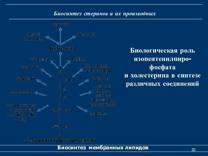 Биосинтез стеринов и их производных Биосинтез мембранных липидов Биологическая роль