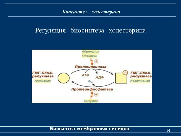 Биосинтез холестерина Биосинтез мембранных липидов Регуляция биосинтеза холестерина