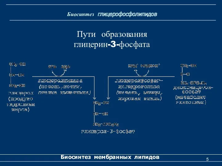 Биосинтез глицерофосфолипидов Биосинтез мембранных липидов Пути образования глицерин-3-фосфата