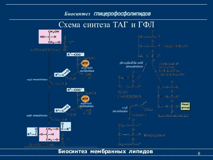 Биосинтез глицерофосфолипидов Биосинтез мембранных липидов Схема синтеза ТАГ и ГФЛ