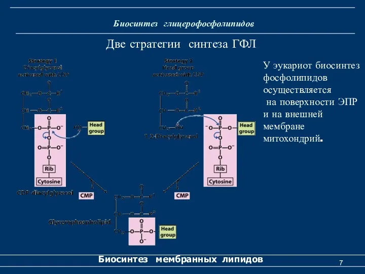 Биосинтез глицерофосфолипидов Биосинтез мембранных липидов Две стратегии синтеза ГФЛ У