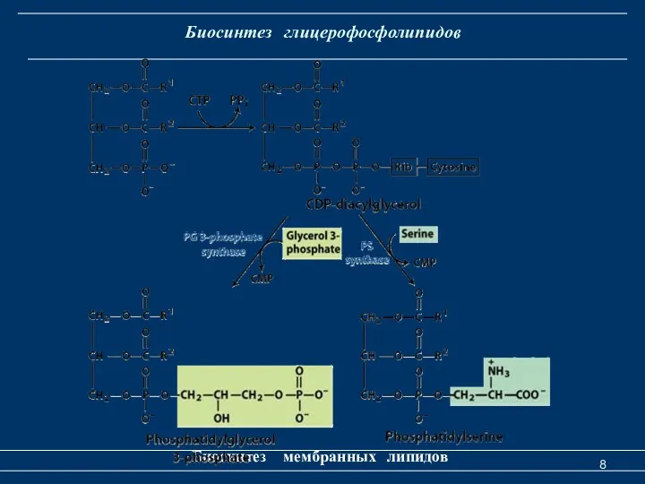 Биосинтез глицерофосфолипидов Биосинтез мембранных липидов