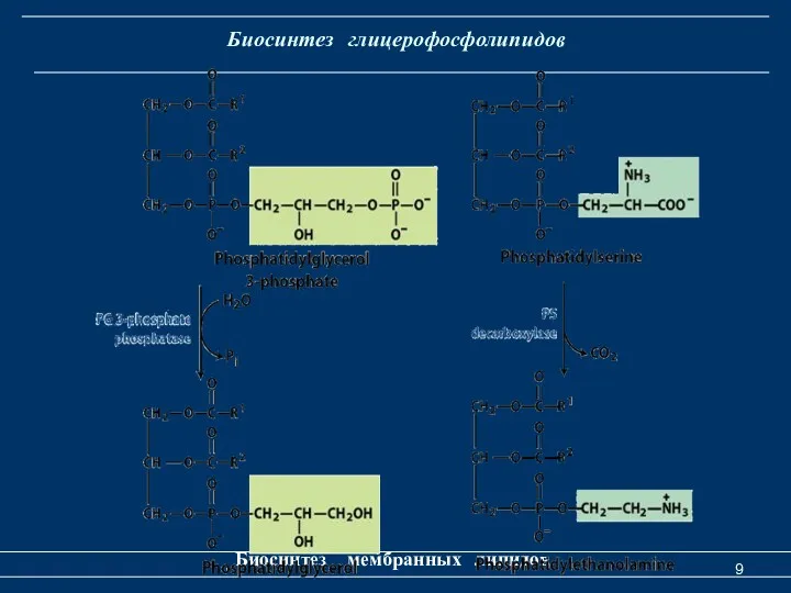 Биосинтез глицерофосфолипидов Биосинтез мембранных липидов