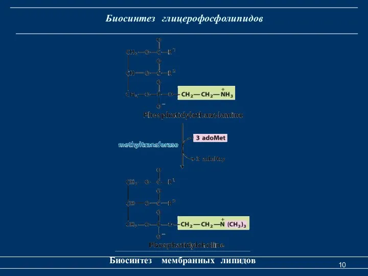 Биосинтез глицерофосфолипидов Биосинтез мембранных липидов