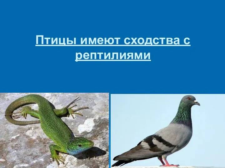 Птицы имеют сходства с рептилиями