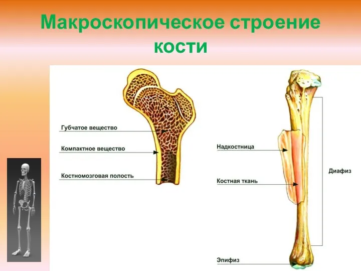 Макроскопическое строение кости