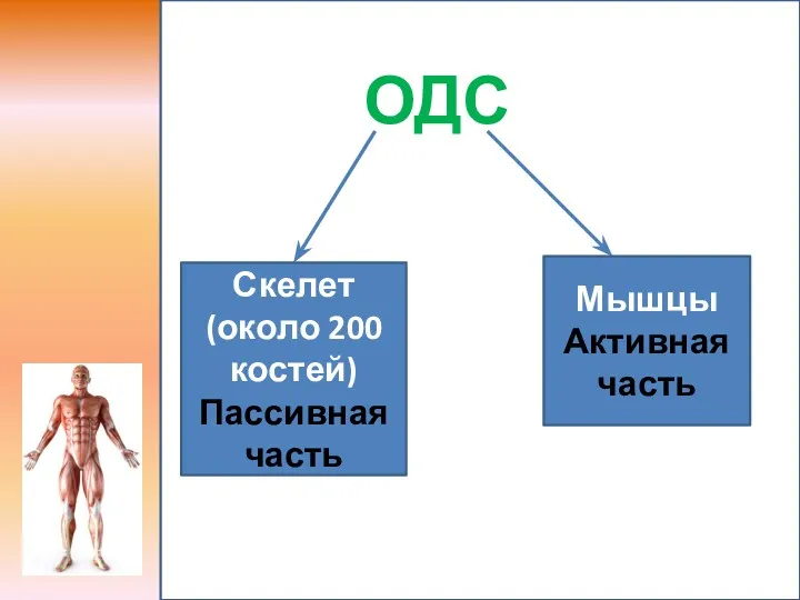 ОДС Скелет (около 200 костей) Пассивная часть Мышцы Активная часть