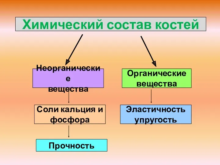 Химический состав костей Неорганические вещества Органические вещества Соли кальция и фосфора Эластичность упругость Прочность