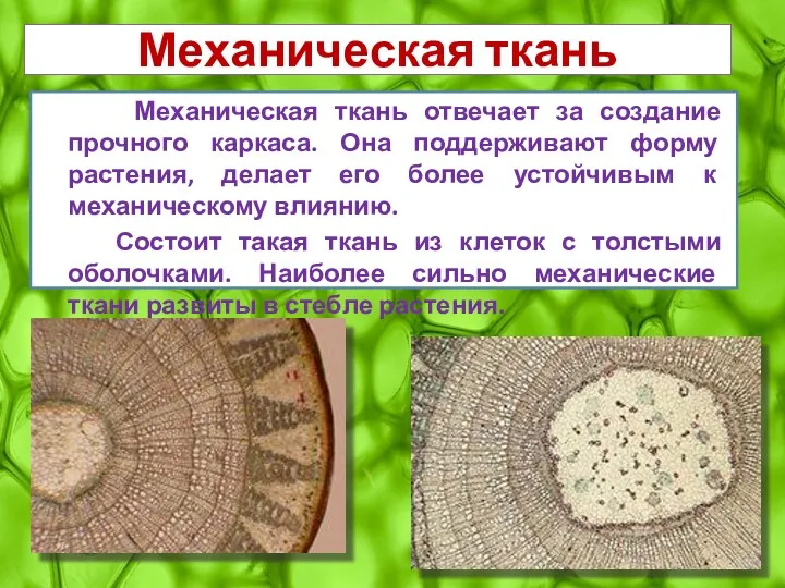 Механическая ткань Механическая ткань отвечает за создание прочного каркаса. Она