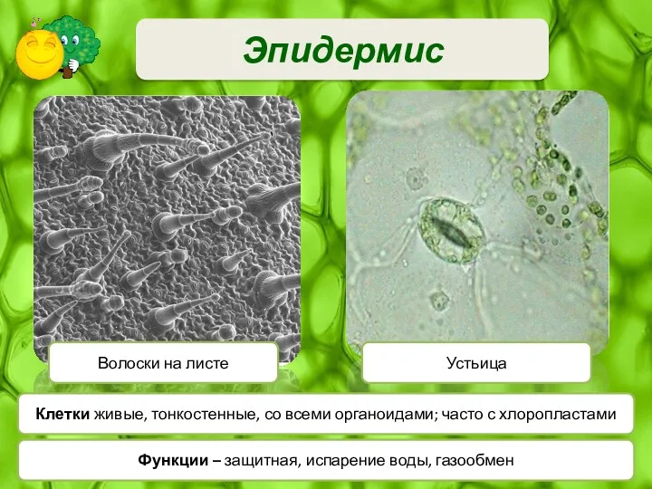 Эпидермис Волоски на листе Устьица Клетки живые, тонкостенные, со всеми органоидами; часто с