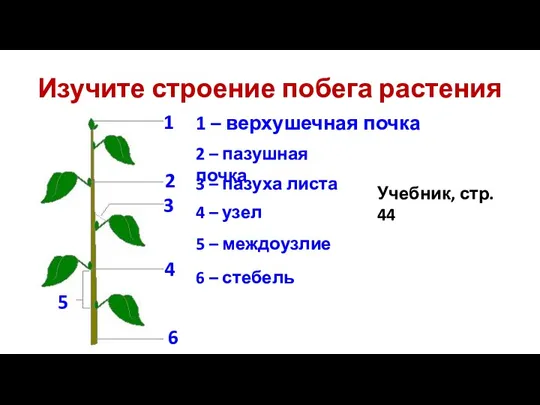 Изучите строение побега растения 1 – верхушечная почка 2 –