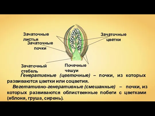 Генеративные (цветочные) – почки, из которых развиваются цветки или соцветия.