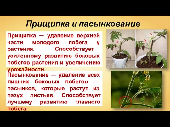 Пасынкование — удаление всех лишних боковых побегов — пасынков, которые