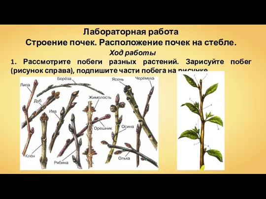 Лабораторная работа Строение почек. Расположение почек на стебле. Ход работы