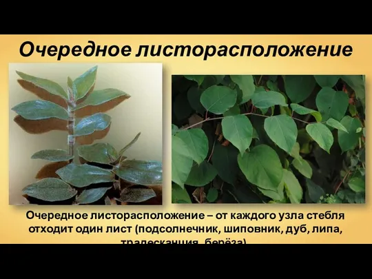 Очередное листорасположение Очередное листорасположение – от каждого узла стебля отходит