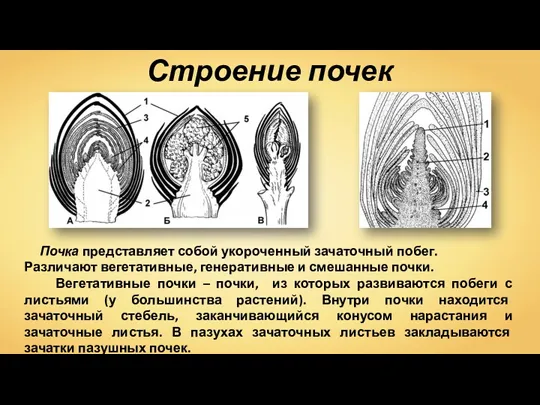 Почка представляет собой укороченный зачаточный побег. Различают вегетативные, генеративные и