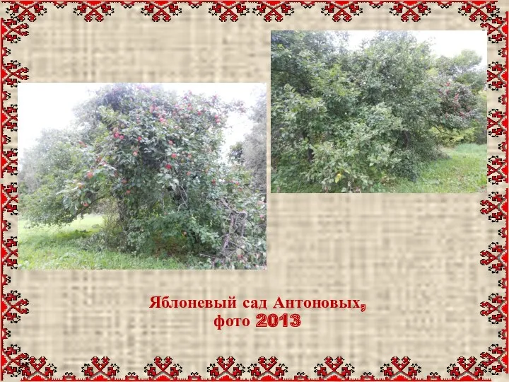 Яблоневый сад Антоновых, фото 2013