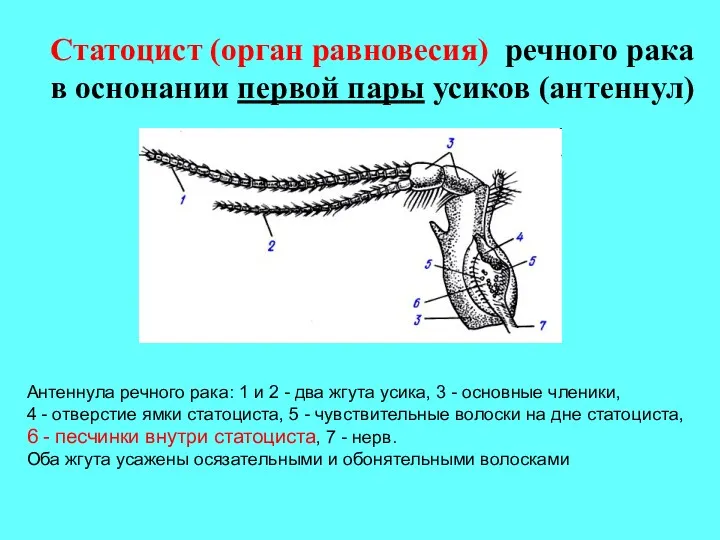 Статоцист (орган равновесия) речного рака в оснонании первой пары усиков