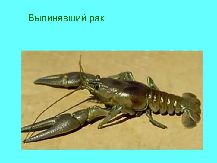 Вылинявший рак