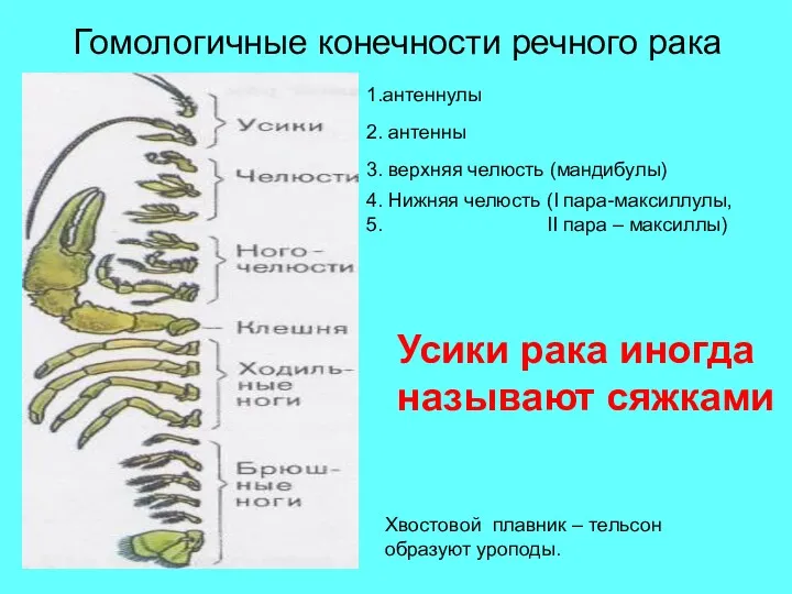 Гомологичные конечности речного рака 1.антеннулы 2. антенны 3. верхняя челюсть (мандибулы) 4. Нижняя