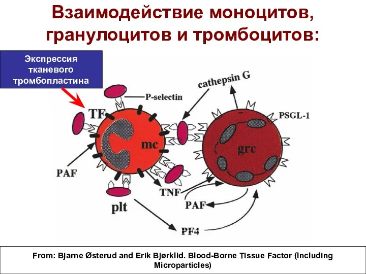 Взаимодействие моноцитов, гранулоцитов и тромбоцитов: From: Bjarne Østerud and Erik