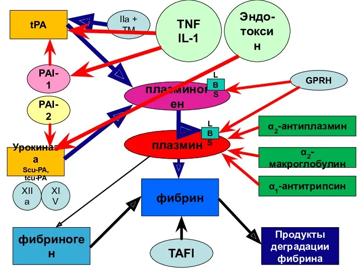 плазминоген плазмин фибрин фибриноген Продукты деградации фибрина TAFI α2-антиплазмин α2-макроглобулин
