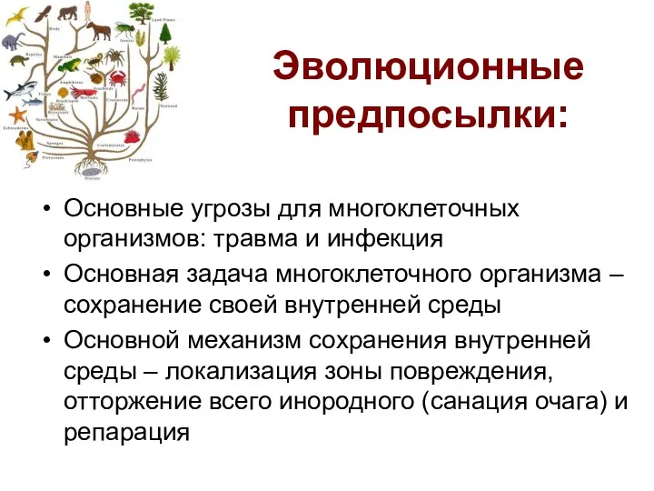 Эволюционные предпосылки: Основные угрозы для многоклеточных организмов: травма и инфекция