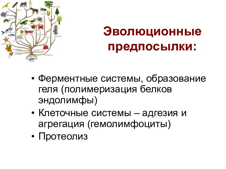 Эволюционные предпосылки: Ферментные системы, образование геля (полимеризация белков эндолимфы) Клеточные