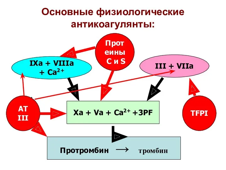 Основные физиологические антикоагулянты: Xa + Va + Ca2+ +3PF Протромбин