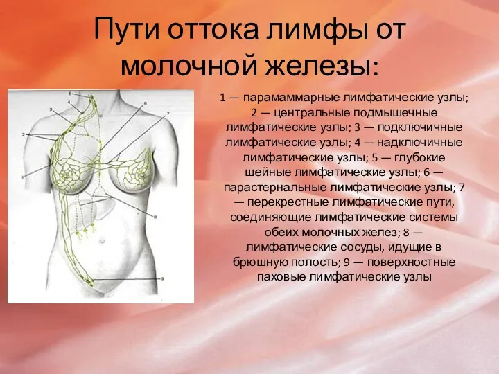 Пути оттока лимфы от молочной железы: 1 — парамаммарные лимфатические узлы; 2 —