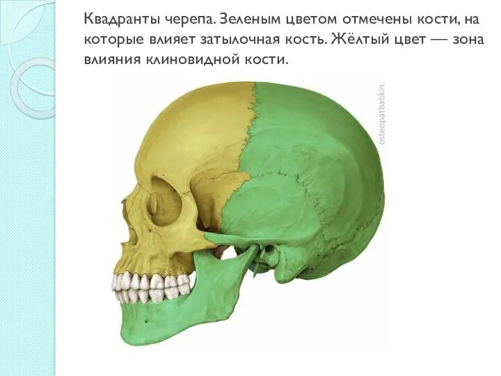 Квадранты черепа. Зеленым цветом отмечены кости, на которые влияет затылочная кость. Жёлтый цвет
