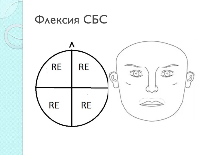 Флексия СБС